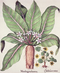 Herbst-Mandrake, aus dem Hortus Eystettensis von Basil Besler (1561-1629), veröffentlicht 1613 von German School