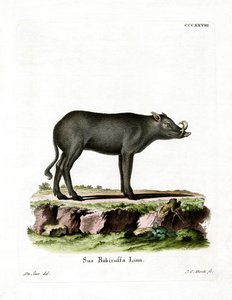 Hirscheber