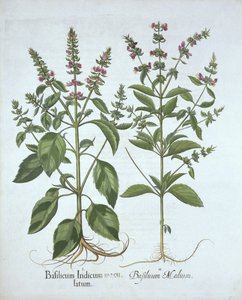 Basilikum, aus Hortus Eystettensis, von Basil Besler (1561-1629), veröffentlicht 1613 von German School