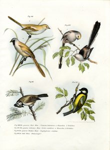 Bartmeise, 1864