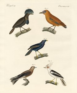 Schöne Vögel