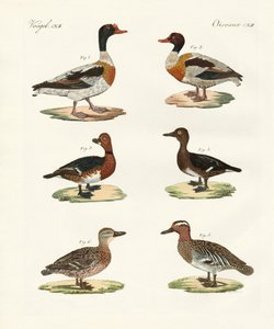 Schöne Enten von German School
