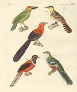 Schöne fremde Vögel