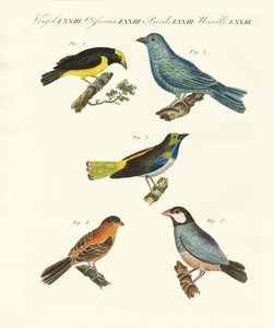 Schöne ausländische Vögel