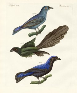 Schöne ausländische Vögel