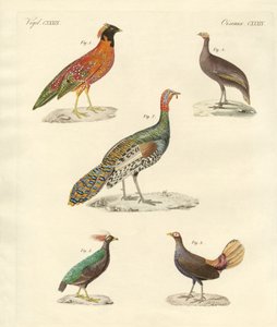 Schöne hühnerartige Vögel