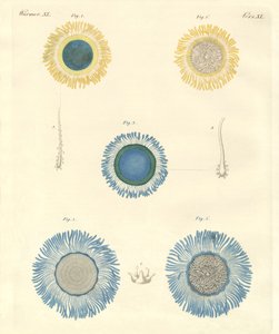 Schöne Medusen