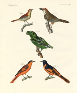 Schöne und seltsame fremde Vögel