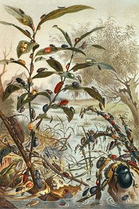 Käfer während einer Flut, Tafel aus "Brehms Tierleben: Allgemeine Kunde des Tierreichs", Bd.9, S.33, veröffentlicht vom Bibliographischen Institut von German School