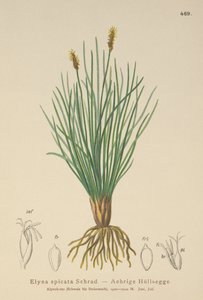 Bellardis Segge (Kobresia myosuroides, Elyna myosuroides, Kobresia bellardii, Elyna bellardii, Elyna scirpina, Elyna spicata)