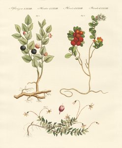 Beerensträucher