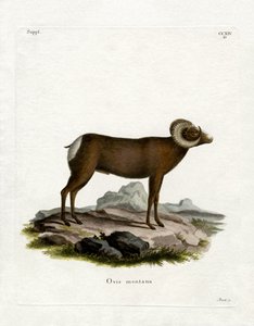 Dickhornschaf
