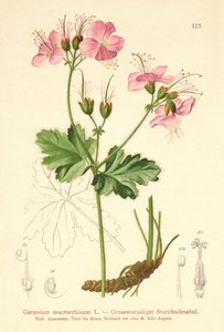 Großwurzeliger Storchschnabel
