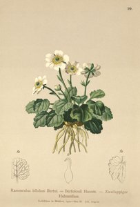 Bilobo-Hahnenfuß (Ranunculus bilobus, Ranunculus Bertolonii) von German School