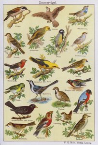 Vögel