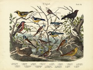 Vögel, ca. 1860