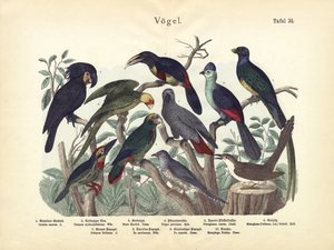 Vögel, um 1860