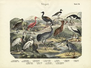Vögel, um 1860