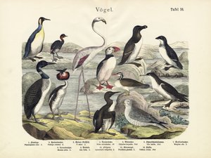 Vögel, um 1860