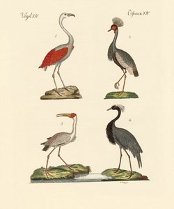 Vögel aus heißen Ländern von German School