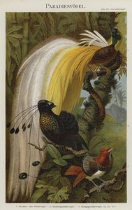 Paradiesvögel