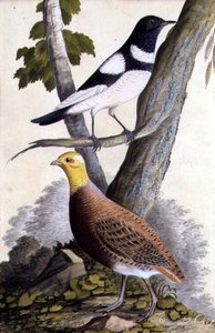 Schwarzkehldrossel (Turdus ruficollis) und Rebhuhn (Perdix perdix), ca. 1740 von German School