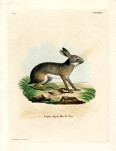 Schwarzgenickter Hase