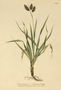Schwarze Alpen-Segge (Carex atrata) von German School