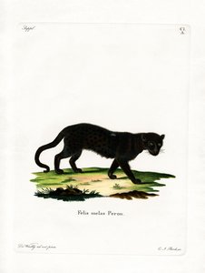 Schwarzer Leopard