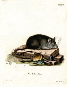 Schwarze Ratte