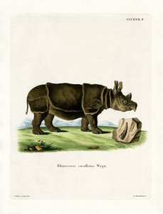 Schwarzes Nashorn