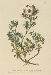 Schwarze Schafgarbe (Achillea atrata) von German School