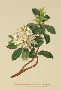 Blagays Seidelbast