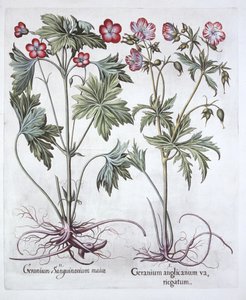 Blutroter Storchschnabel und Großer Storchschnabel, aus Hortus Eystettensis, von Basil Besler, veröffentlicht 1613 von German School