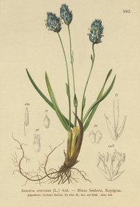 Blaue Moor-Segge (Sesleria caerulea, Sesleria uliginosa)