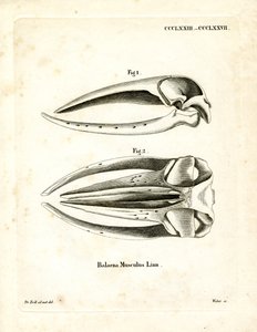 Schädel des Blauwals (farbige Gravur) von German School