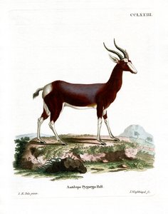 Buntbock