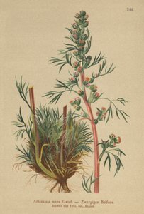 Borealer Wermut (Artemisia nana, Artemisia borealis) von German School