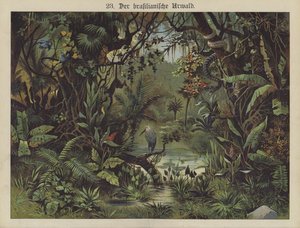 Brasilianischer Regenwald