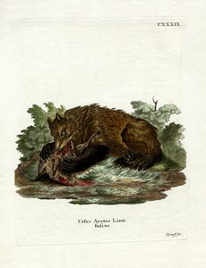 Braunbär