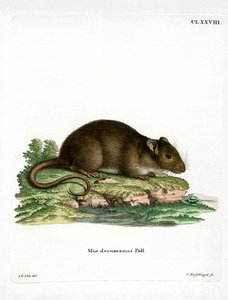 Braune Ratte von German School