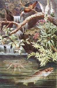 Bachforelle, Tafel aus "Brehms Tierleben: Allgemeine Kunde des Tierreichs", Bd. 8, S. 338, veröffentlicht vom Bibliographischen Institut