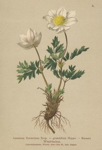 Bursers Anemone (Anemone Burseriana, Anemone grandiflora) von German School