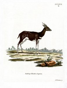 Buschbock