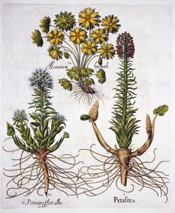 Pestwurz und Winterling, aus Hortus Eystettensis, von Basil Besler, veröffentlicht 1613 von German School