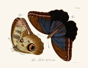 Schmetterlinge