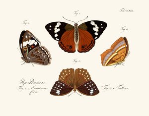 Schmetterlinge