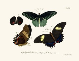 Schmetterlinge