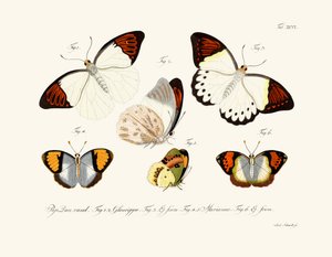 Schmetterlinge