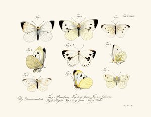 Schmetterlinge, 1783-1806 von German School